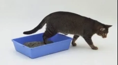 Котка или котка се чува на грешното място: методи на преподаване от вредния навик