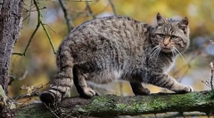 Котешка гора кавказки