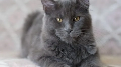 Cat nibelung (снимка): опушен красив мъж с добри маниери
