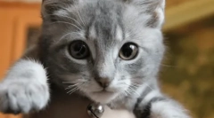 Cat отключва котенца мустаци: грижа за потомство или скрита агресия