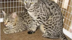 Safari cat: стандарти, характер и характеристики на грижата
