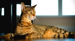 Савана котка (снимка): пияне и нежно cheetah