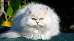 Котката на чинчила (снимка): това не е порода, тя е елегантна сребърна мъгла в цвета