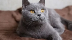 Котка: за и против