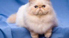 Cats-brakhicephali - спецификации на породи и характеристики на съдържанието