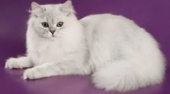 Котки: описание на всички породи