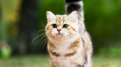 Котки от порода макчин (снимка): крауд очарователни приятели