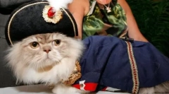Котки на порода наполеон