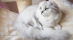 Котки от редки породи highland fold (дълги коси шотландци)