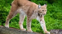 Котки с дълги крака: благодат и благодат