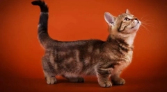 Котки с къси крака (породи)