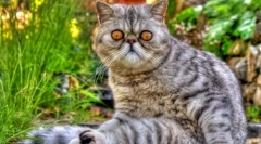 Котка eczot (снимка): играчка котка с дебела вълна