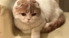 Котка lera kudryavtsevaya fofan: нова звезда instagram