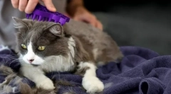 Кожни кочани