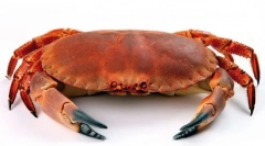 Рак
