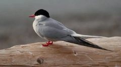 Prachok полярен