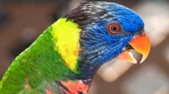 Красиви и умни папагали