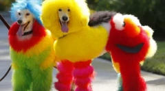 Творчески грижа пудел