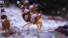 Скариди анемонева