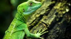 Циркулиращи влечуги