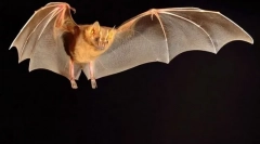 Крилати вампири