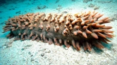 Кой от морски животни от страх губи червата?