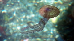 Които са такова прахово щастие?