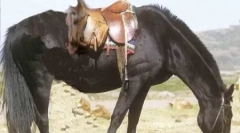 Които са такива пони?