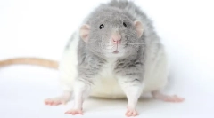 Хрупкава порода rat rex: описание и функции