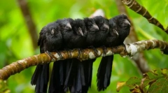 Кукувица (снимка): този магьосник подчинява и прикрива