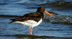 Кулик-сорока