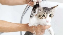 Къпащи котки
