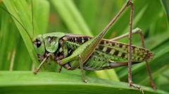 Grasshopper