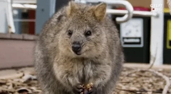 Quokka: интересни факти за най-щастливото животно на земята