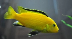 Лабидохромис (labidchromis)