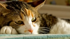 Лечение на котешки хепатит