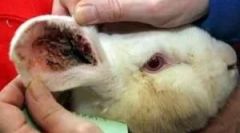 Лечение на зайци от кърлеж