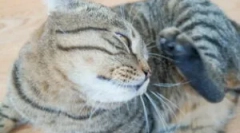 Лечение на брошки от котки