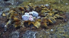 Lemmings - скокове от скалите