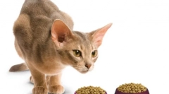 Леонардо: premium cat емисия от надежден производител