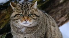 Горска котка