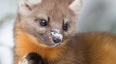 Горски сладък