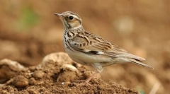 Горски пурктор