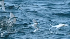 Fly fish - чудо на природата