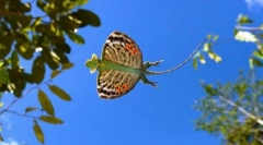 Летящ дракон