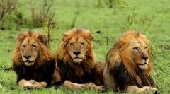 Лев азиатски