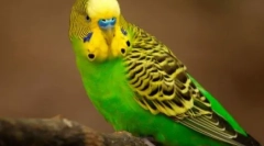 Lezginka изпълнява от папагали: видео, където пера изпълняват твърдите танци