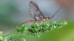 Ларвите барове и риболов