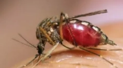 Жълта треска, денга и зика, носени от комари