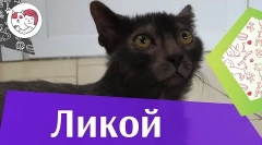 Likoi